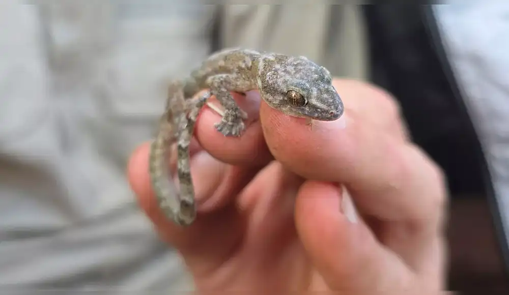 Redescubren a reptil que se creía extinto hace 34 años Redescubren a reptil que se creía extinto hace 34 años