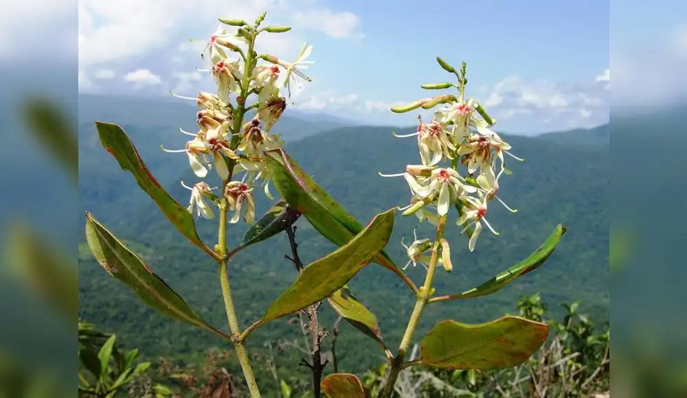 Ecuador: Hallan nueva especie de árbol en Cordillera del Cóndor Ecuador: Hallan nueva especie de árbol en Cordillera del Cóndor