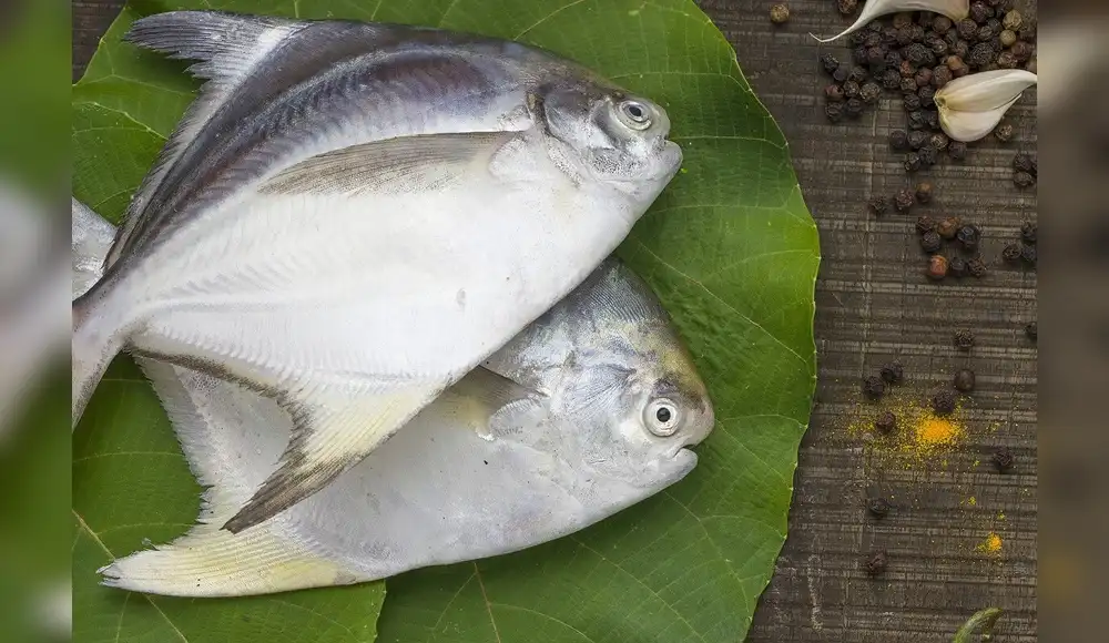 Científicos descubren nueva especie de parásito en peces amazónicos Científicos descubren nueva especie de parásito en peces amazónicos