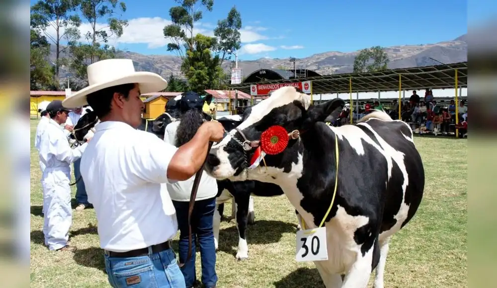Cajamarca: Feria tradicional mostrará lo mejor de la ganadería lechera