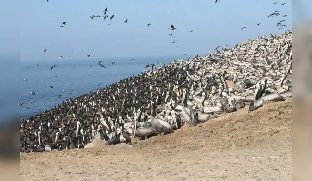 Perú busca recuperar aves guaneras para asegurar fertilizante Perú busca recuperar aves guaneras para asegurar fertilizante
