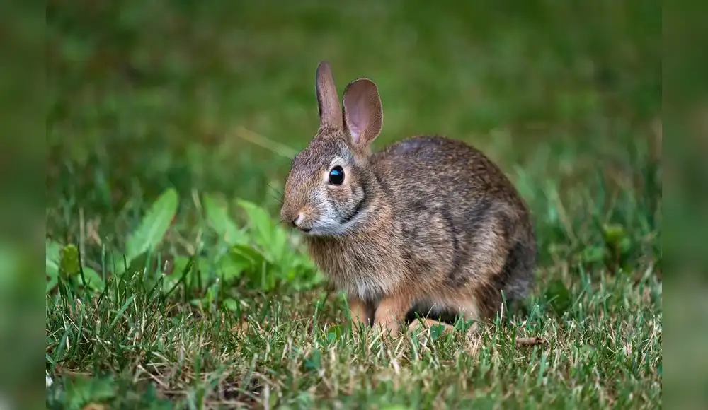 Aparece especie de conejo que se creía extinta hace más de un siglo