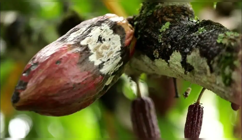 Perú: Descubren hongo que controla plaga del cacao en Amazonía Perú: Descubren hongo que controla plaga del cacao en Amazonía
