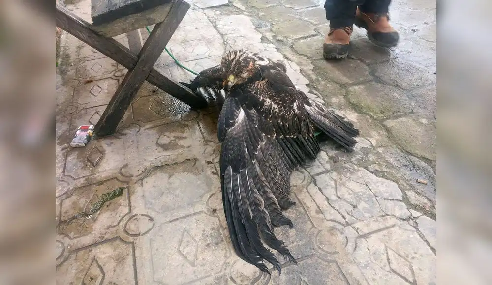 Rescatan a águila herida en centro poblado de Trujillo Rescatan a águila herida en centro poblado de Trujillo
