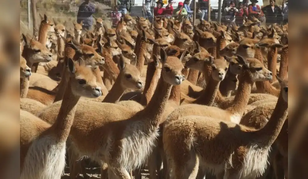 Perú alcanza récord en población de vicuñas a nivel nacional Perú alcanza récord en población de vicuñas a nivel nacional