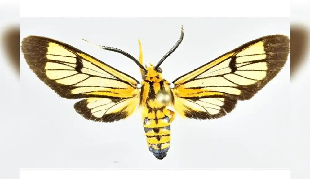Descubren cuatro nuevas especies de polillas en Perú
