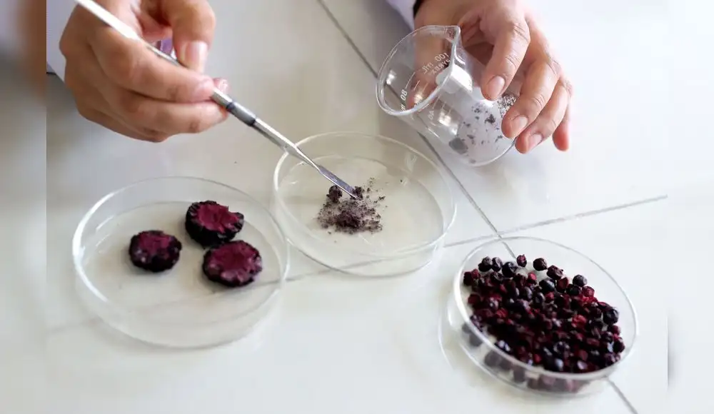 Investigadores peruanos crean “superalimento” con la coronta del maíz Investigadores peruanos crean “superalimento” con la coronta del maíz