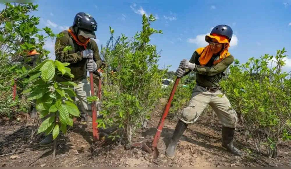 Perú supera su meta anual de erradicación de coca ilegal Perú supera su meta anual de erradicación de coca ilegal