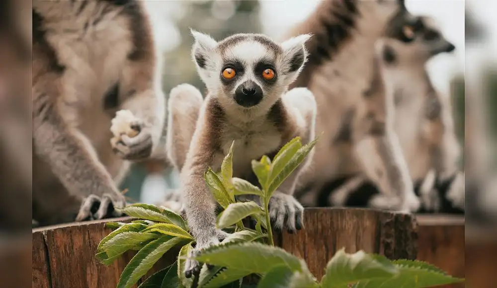 Lémures al borde de la extinción por caza indiscriminada Lémures al borde de la extinción por caza indiscriminada