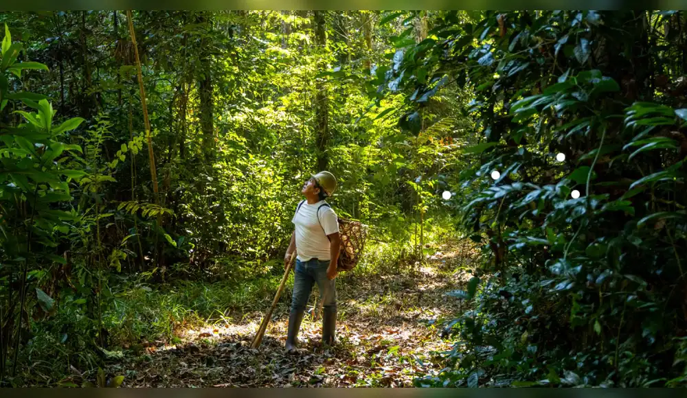 El milagro de la castaña en Madre de Dios que sostiene a 20 mil familias y blinda la Amazonía El milagro de la castaña en Madre de Dios que sostiene a 20 mil familias y blinda la Amazonía