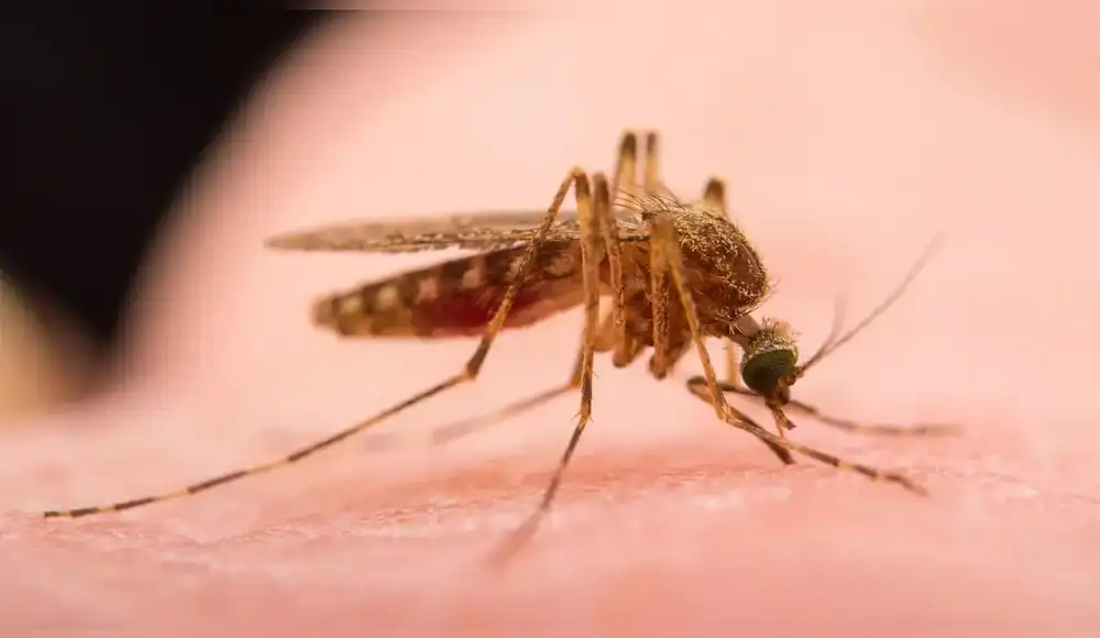 Por primera vez se detectan mosquitos en Islandia Por primera vez se detectan mosquitos en Islandia