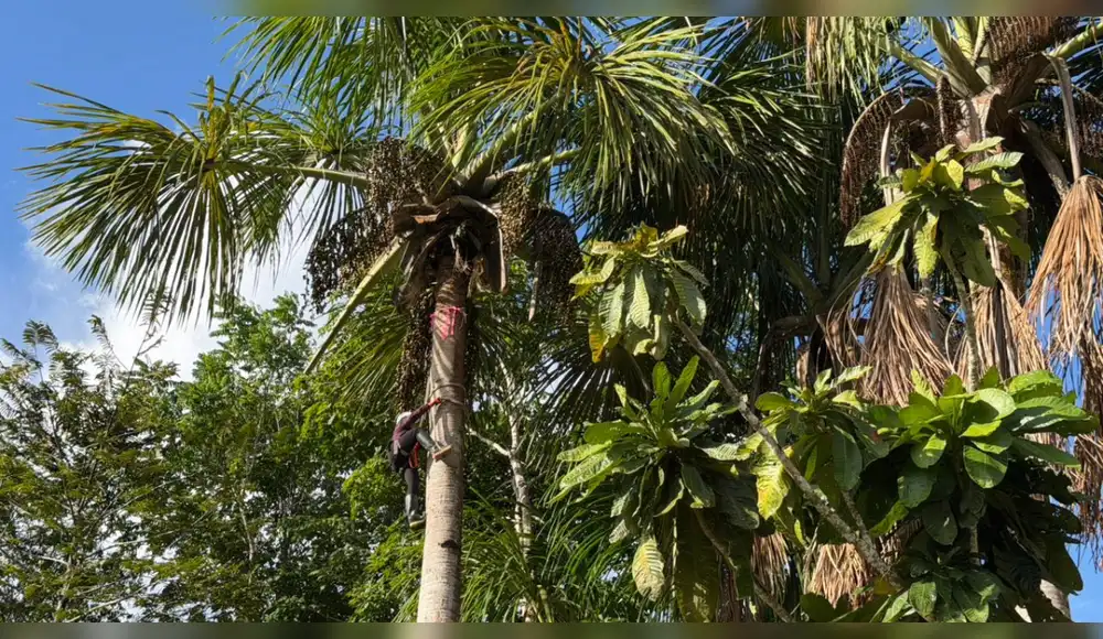Amarumayu y la sostenibilidad en medio de la Amazonía loretana