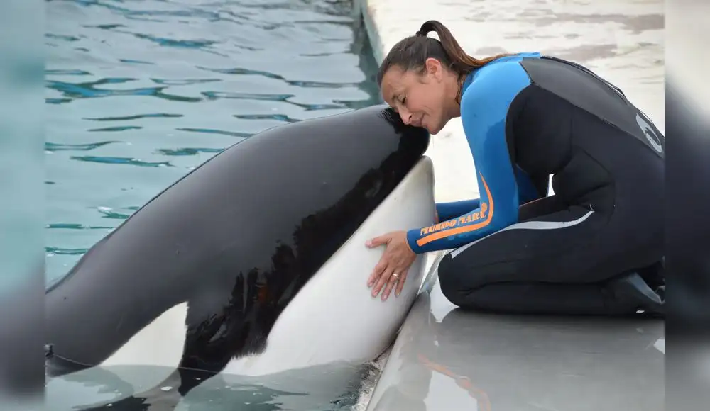 Muere orca que vivió en cautiverio durante 33 años