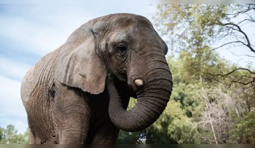 Murió Kenya, la última elefanta en cautiverio de Argentina Murió Kenya, la última elefanta en cautiverio de Argentina