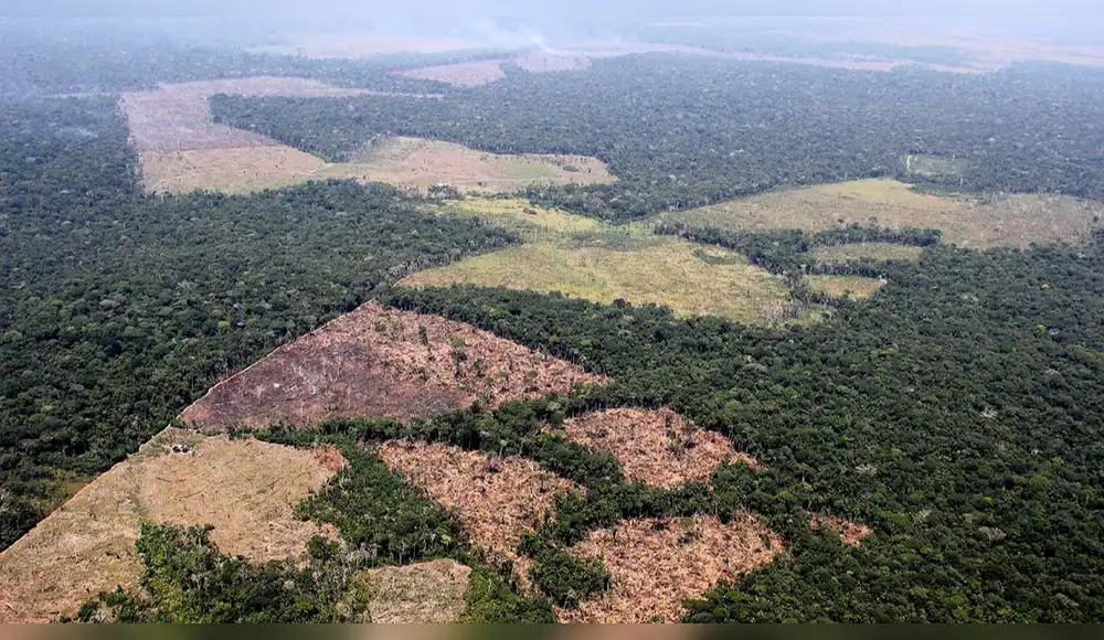 Ucayali bajo asedio: El 98% de la deforestación en la última década fue ilegal Ucayali bajo asedio: El 98% de la deforestación en la última década fue ilegal