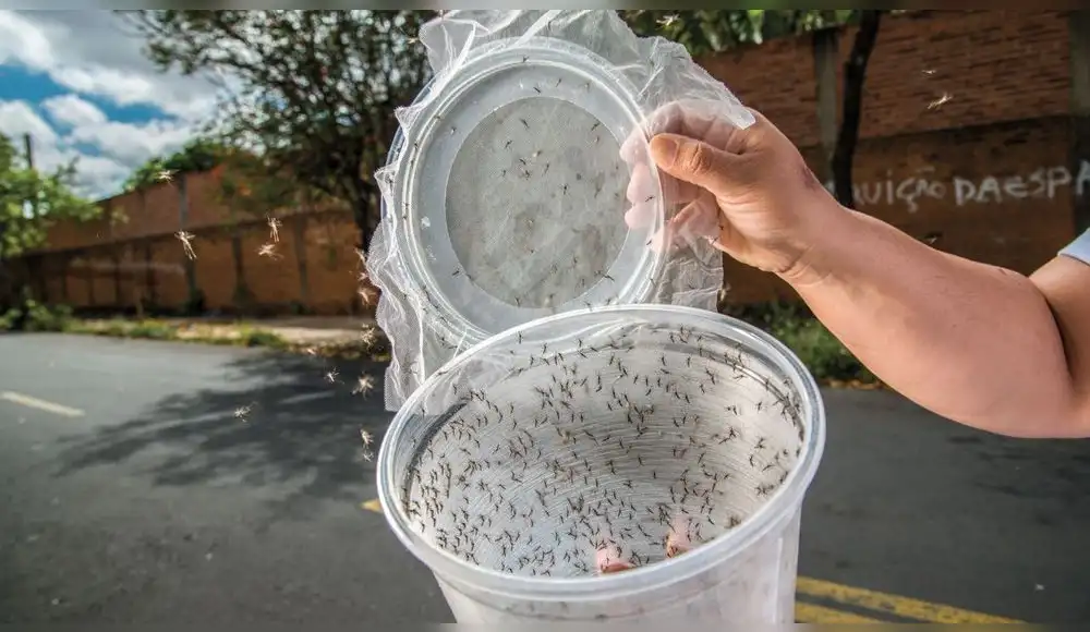 Biotecnología contra el dengue: evaluación de la estrategia Wolbachia