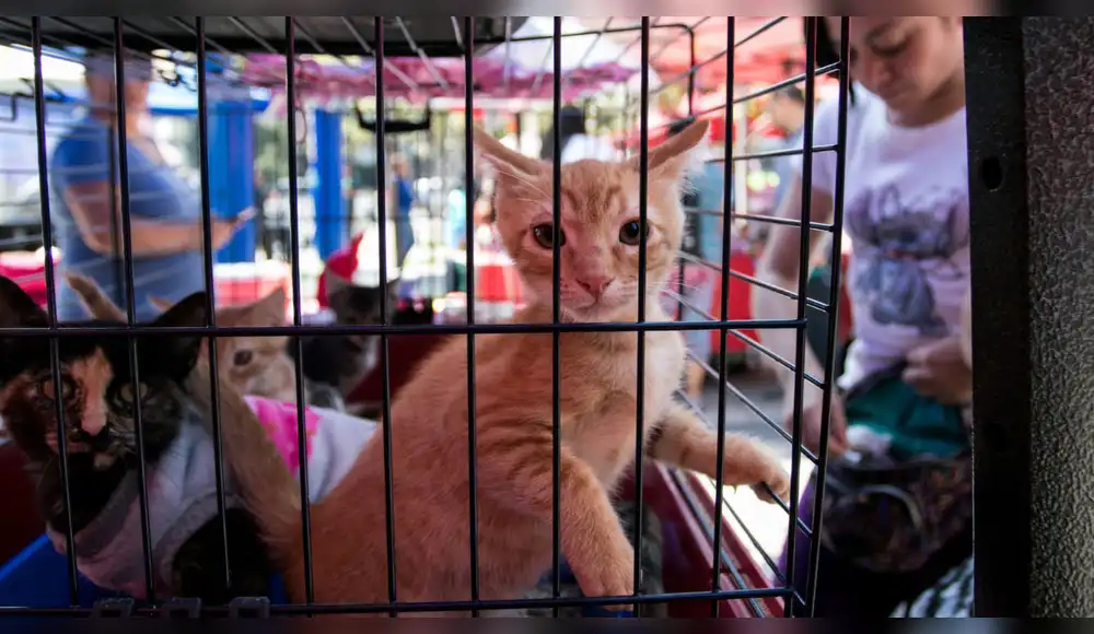 México: Prohíben exhibición de perros y gatos en vitrinas y jaulas México: Prohíben exhibición de perros y gatos en vitrinas y jaulas