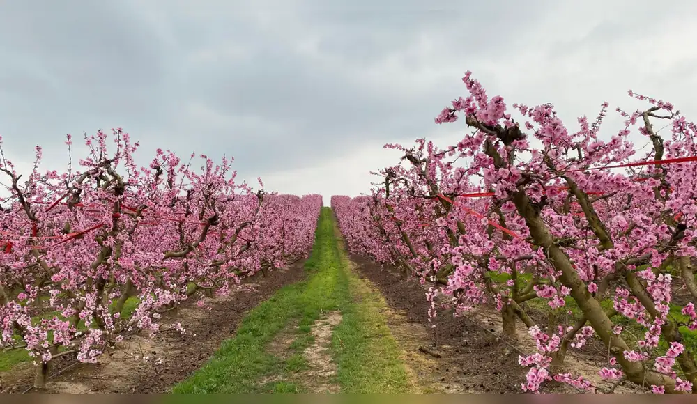 Ciclos de floración son rastreados con tecnología satelital Ciclos de floración son rastreados con tecnología satelital
