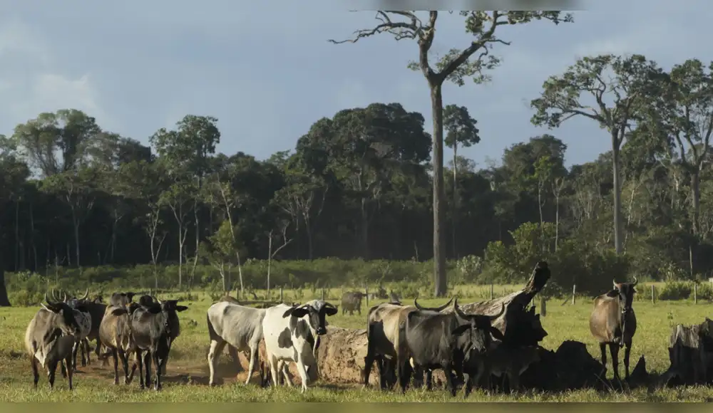 Familias transforman la ganadería para proteger la biodiversidad Familias transforman la ganadería para proteger la biodiversidad