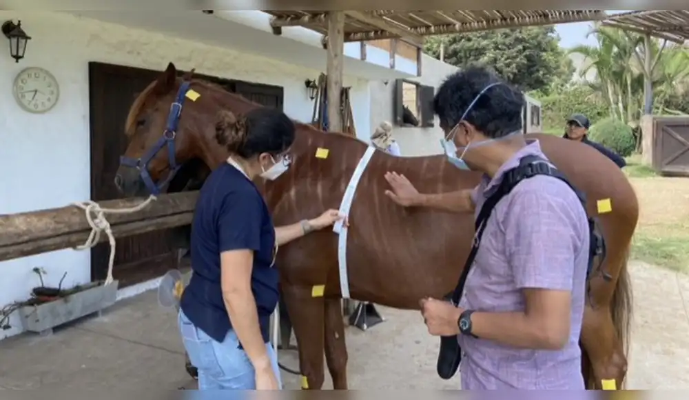 Científicos revelan genoma del Caballo Peruano de Paso Científicos revelan genoma del Caballo Peruano de Paso