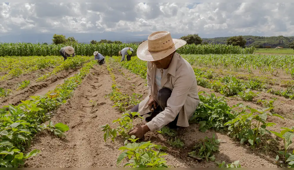 México: Hallan bacterias que podrían potenciar agricultura sostenible México: Hallan bacterias que podrían potenciar agricultura sostenible