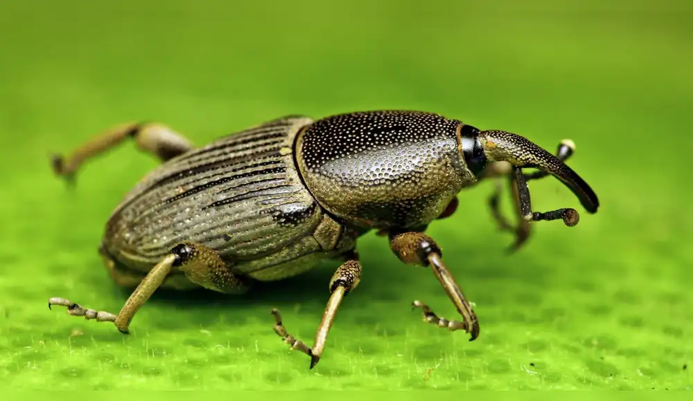 Crean dispositivo capaz de repeler temida plaga del plátano