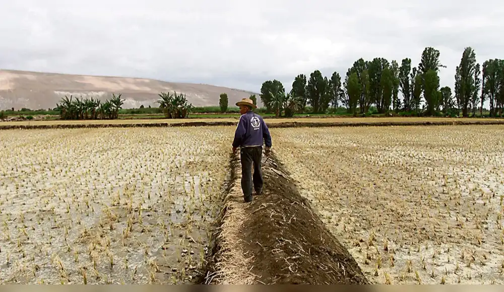Campaña agrícola es afectada por bajas temperaturas y escasas lluvias Campaña agrícola es afectada por bajas temperaturas y escasas lluvias