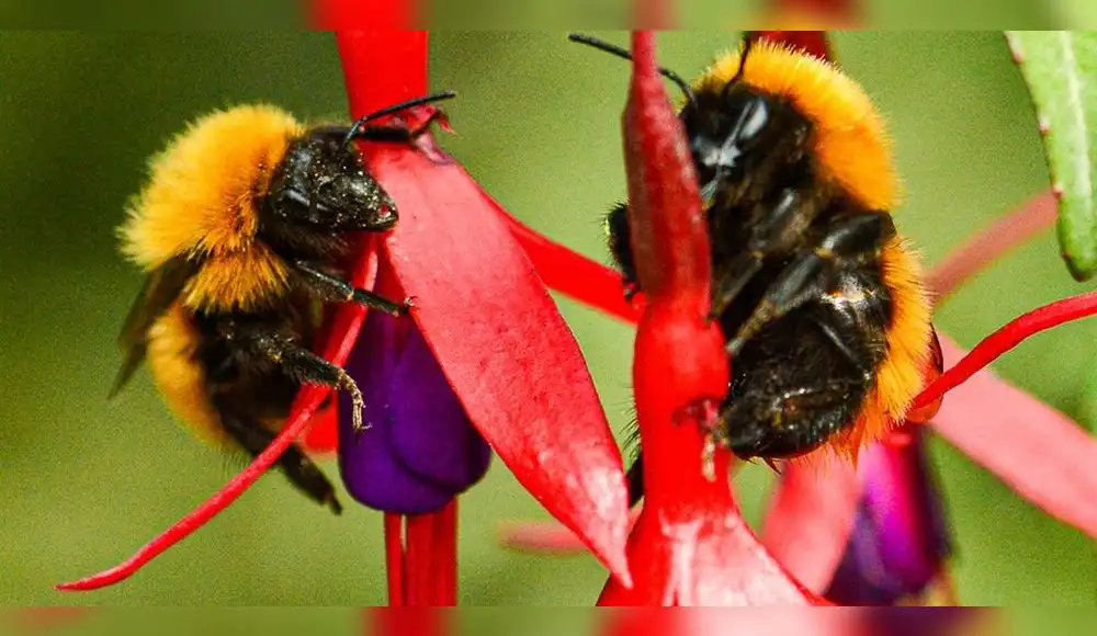 Abejorro más grande del mundo enfrenta riesgo de extinción