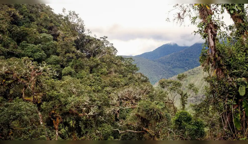 Protegerán casi 30 mil hectáreas de bosques de neblina Mirayar en Huancavelica