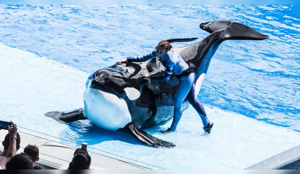 Muere conocida orca del SeaWorld de Orlando Muere conocida orca del SeaWorld de Orlando