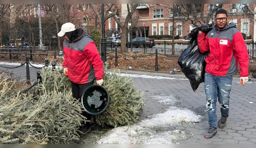EE.UU.: Nueva York recicla árboles de Navidad para nutrir sus parques EE.UU.: Nueva York recicla árboles de Navidad para nutrir sus parques