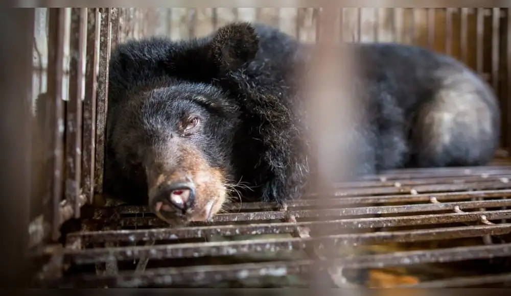 Corea del Sur anunció el fin de la cría de osos para bilis Corea del Sur anunció el fin de la cría de osos para bilis