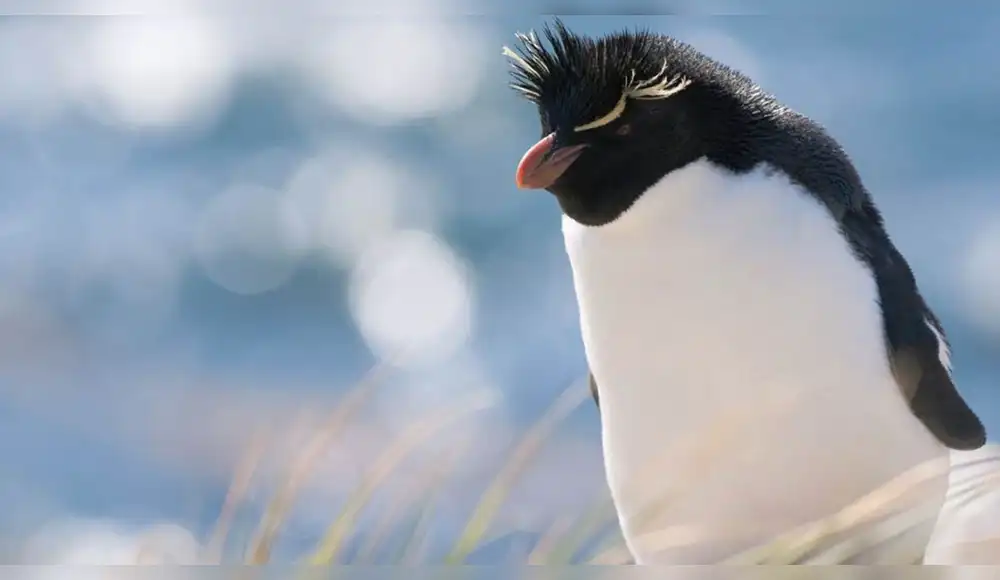Crisis ambiental amenaza supervivencia del pingüino penacho amarillo Crisis ambiental amenaza supervivencia del pingüino penacho amarillo