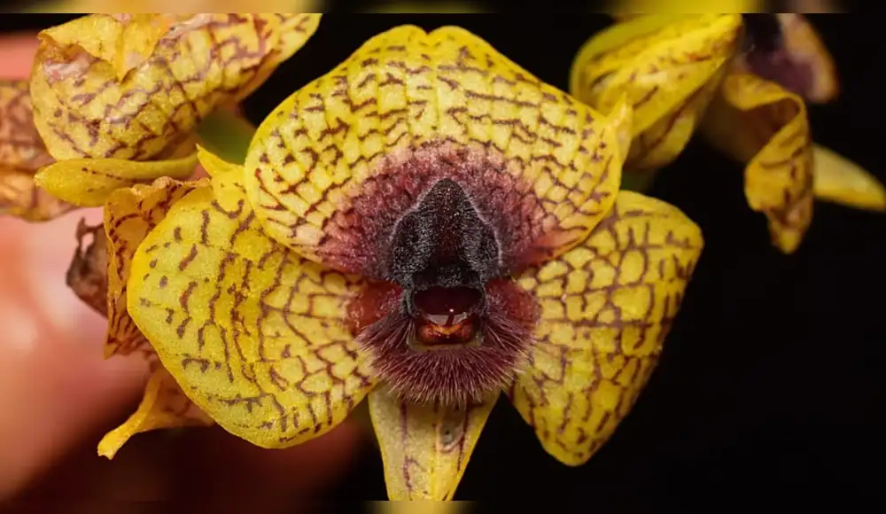 Descubren 190 nuevas especies de plantas y hongos en 2025