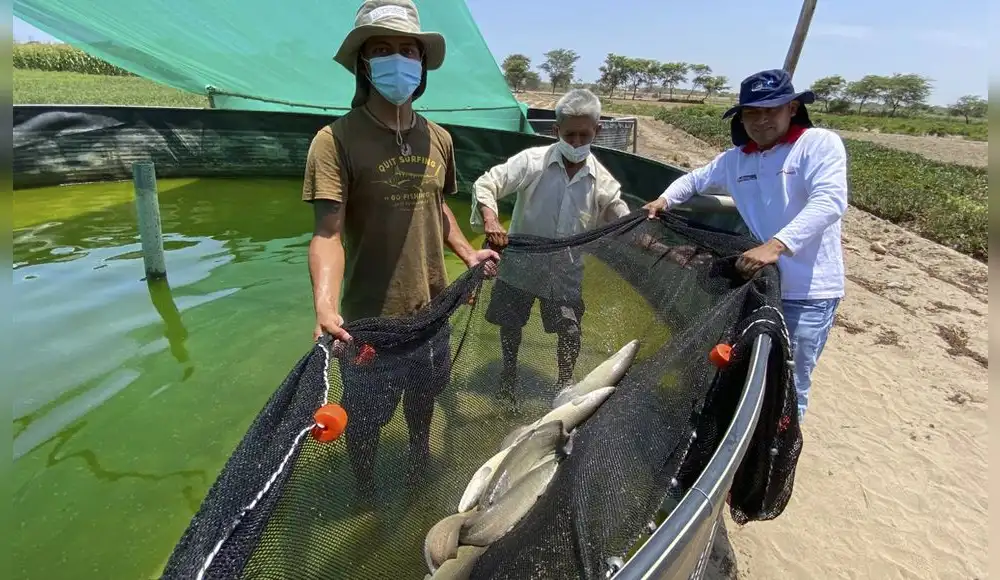 Lambayeque logra primera producción de paiche con tecnología simbiótica Lambayeque logra primera producción de paiche con tecnología simbiótica