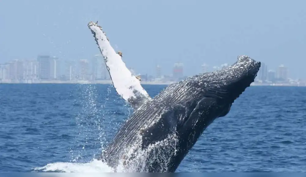 Guatemala abre su temporada anual de ballenas jorobadas Guatemala abre su temporada anual de ballenas jorobadas