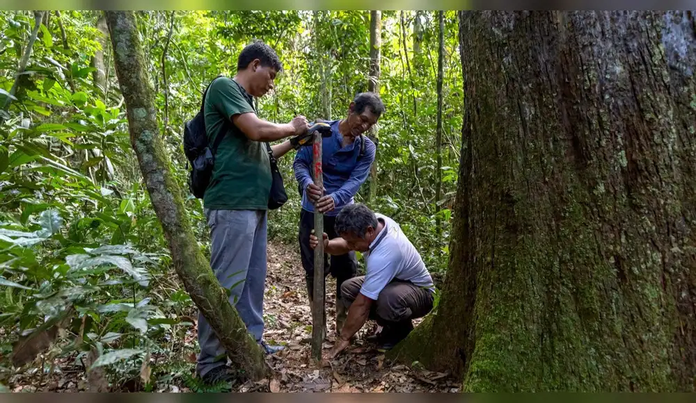 Destinan S/4,5 millones para conservación de los bosques