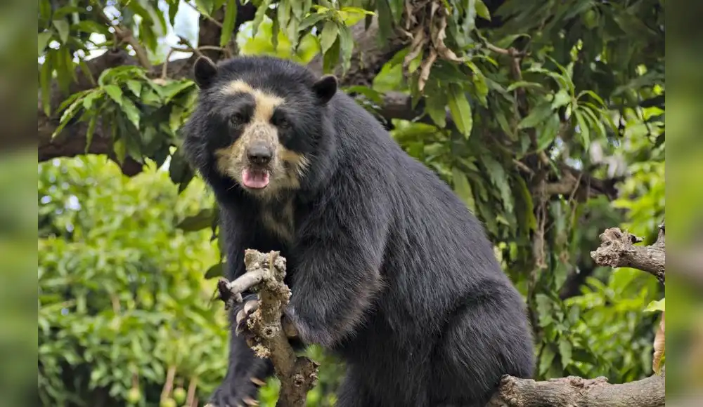 Perú: Esfuerzos ambientales se centrarán en conservación de especies
