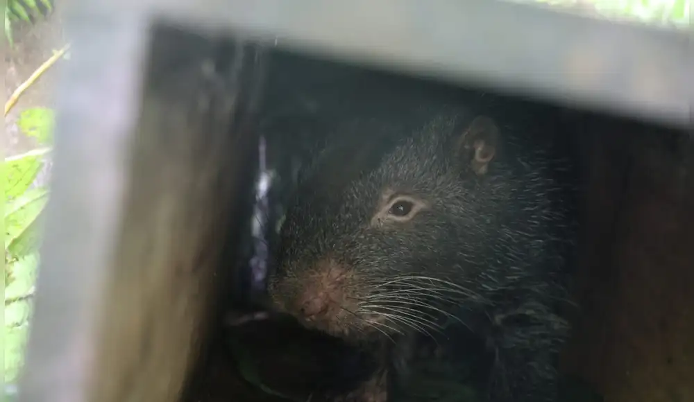 Junín: Macheteros rescatados retornan a la vida silvestre Junín: Macheteros rescatados retornan a la vida silvestre