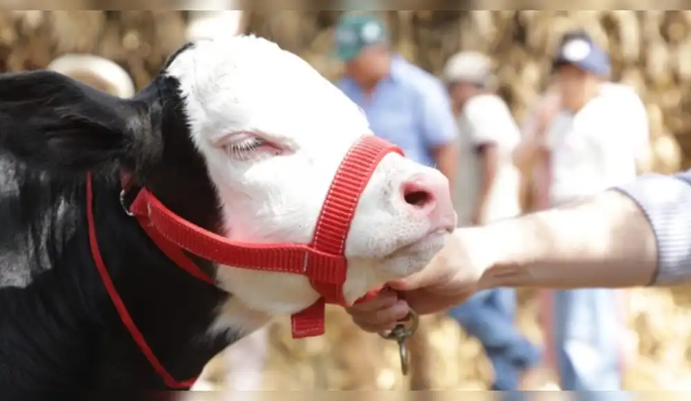 Lambayeque: Nace primera ternera concebida por inseminación artificial Lambayeque: Nace primera ternera concebida por inseminación artificial