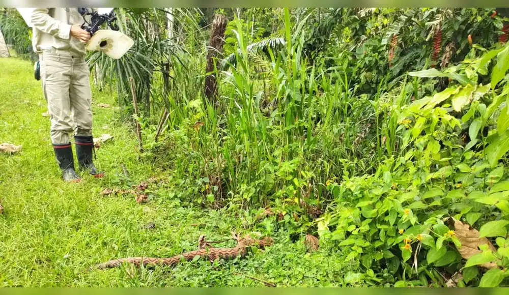 Rescatan enorme boa que apreció en vivienda del Cusco Rescatan enorme boa que apreció en vivienda del Cusco