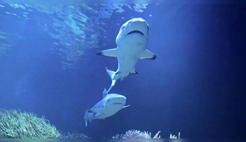 Panamá le pone freno a la exportación de tiburones