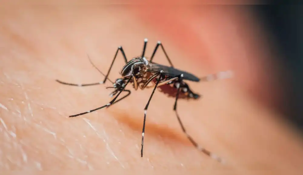Brasil: «Mosquitos vampiro» ahora prefieren la sangre humana Brasil: «Mosquitos vampiro» ahora prefieren la sangre humana