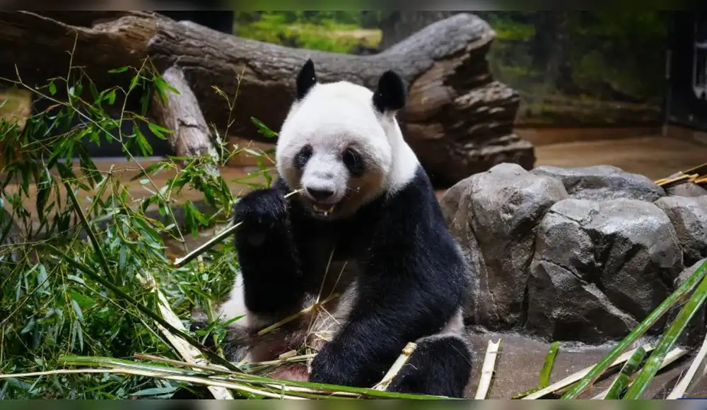 Japón se despide de los osos panda que habitaban su territorio Japón se despide de los osos panda que habitaban su territorio