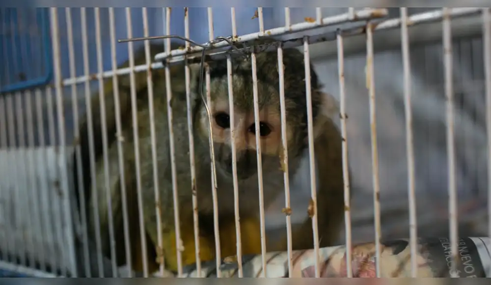 Refuerza operativos contra el tráfico ilegal de fauna silvestre