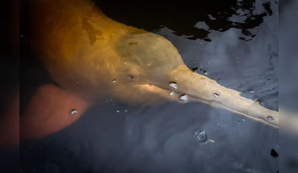 Los delfines de río como termómetro de la salud de los humedales Los delfines de río como termómetro de la salud de los humedales