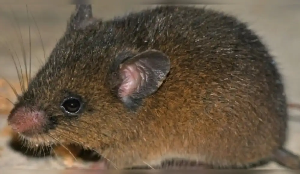 Descubren nueva especie de roedor en Cajamarca