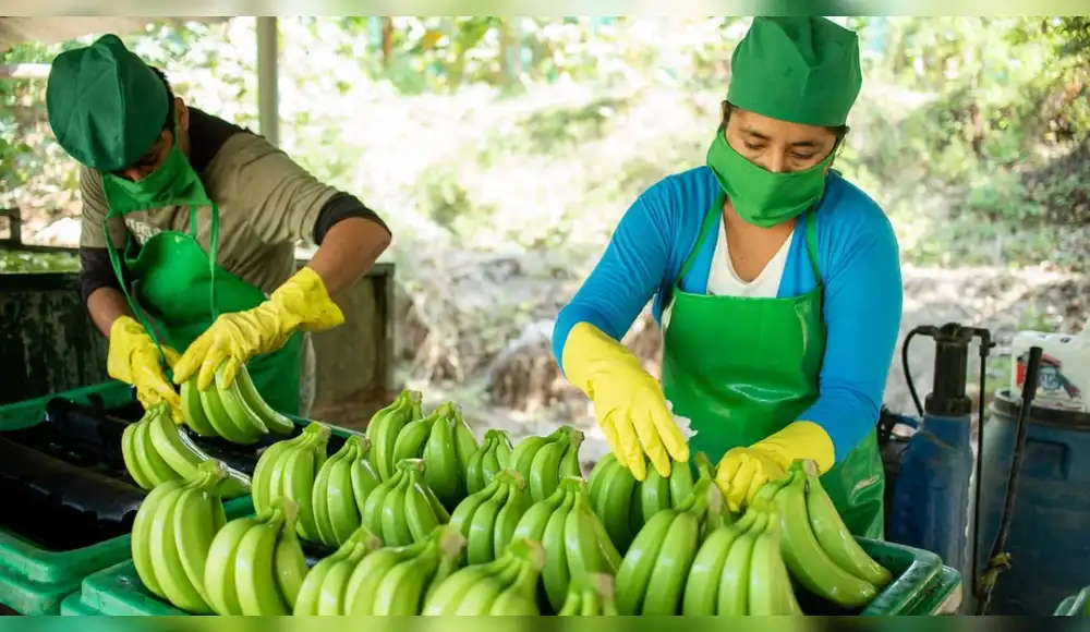 Comunidades salen adelante con plátanos de bosques conservados