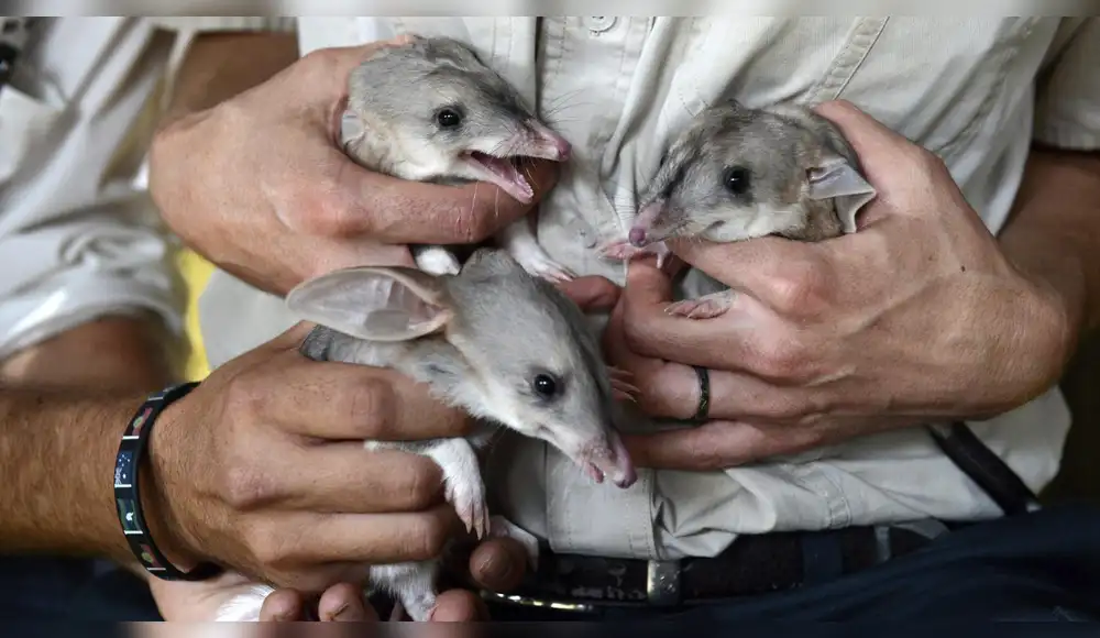 Alerta ecológica: Más de 40 especies se extinguieron durante el 2025 Alerta ecológica: Más de 40 especies se extinguieron durante el 2025