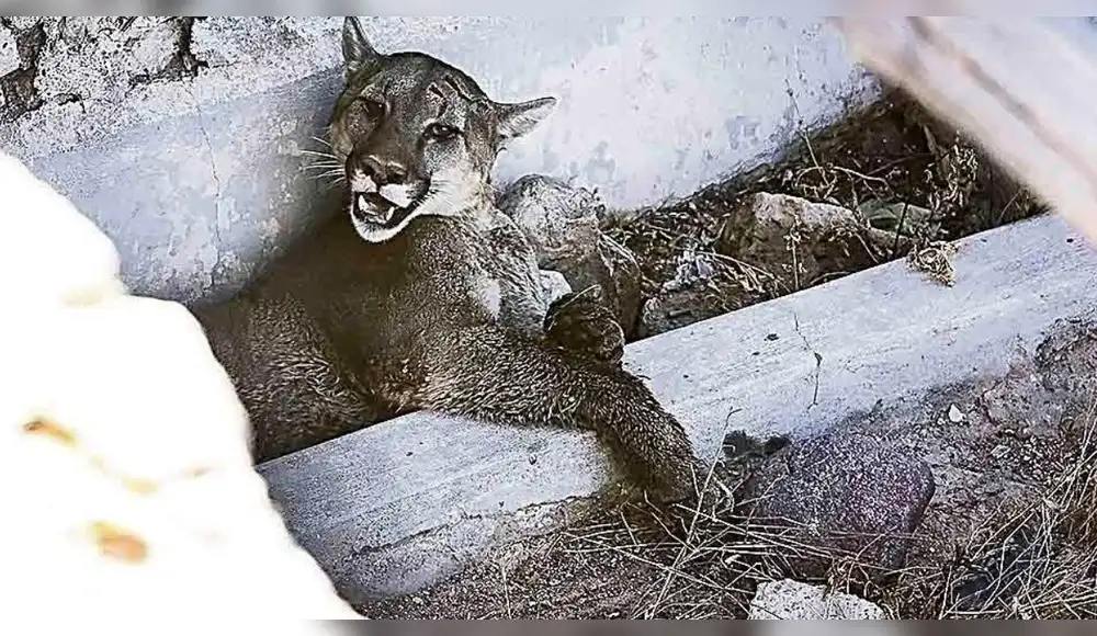Fiscalía inicia investigación por muerte de puma en San Martín Fiscalía inicia investigación por muerte de puma en San Martín